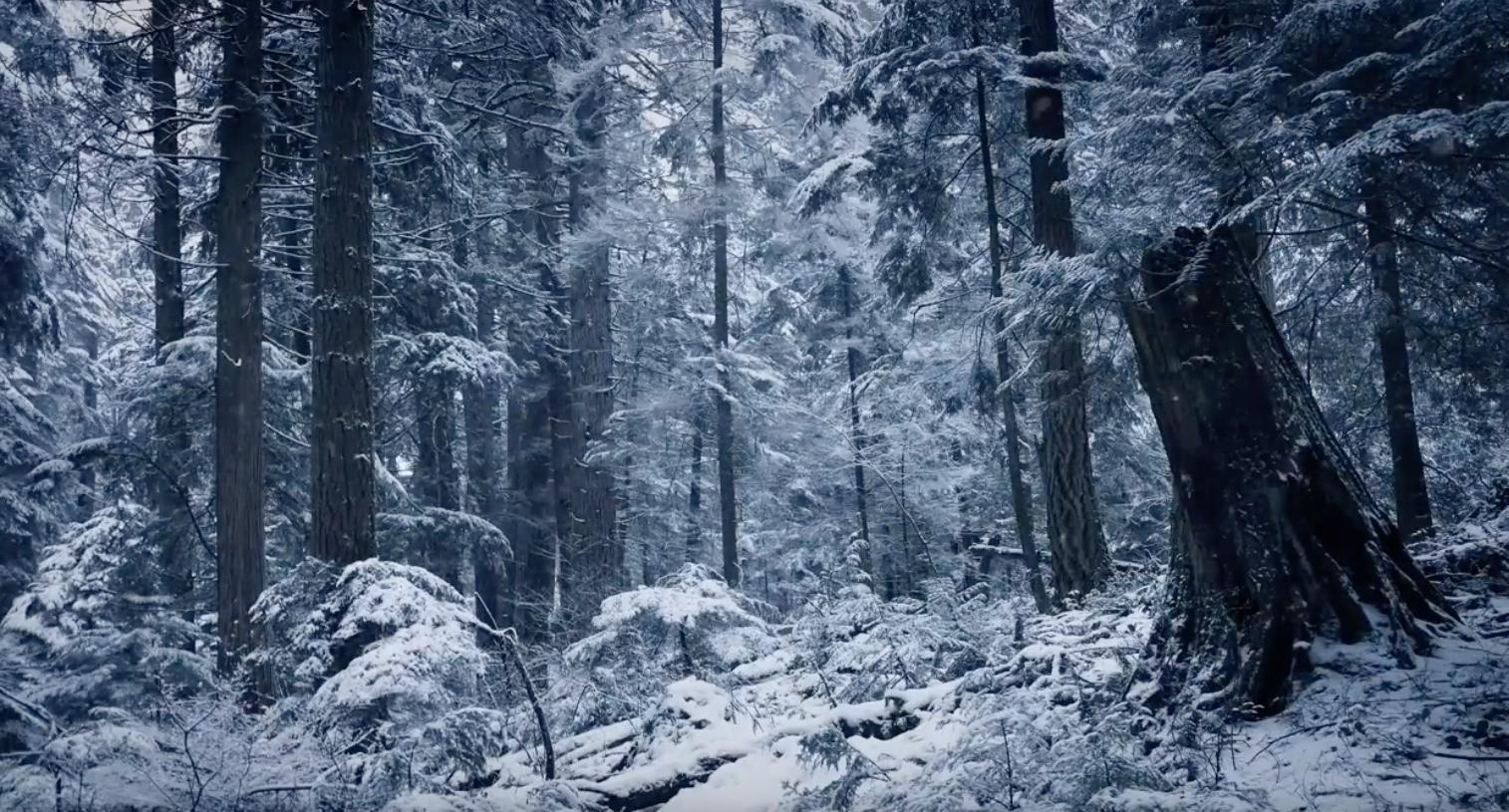 1514x815 Snow in the winter forest live wallpaper [DOWNLOAD FREE]