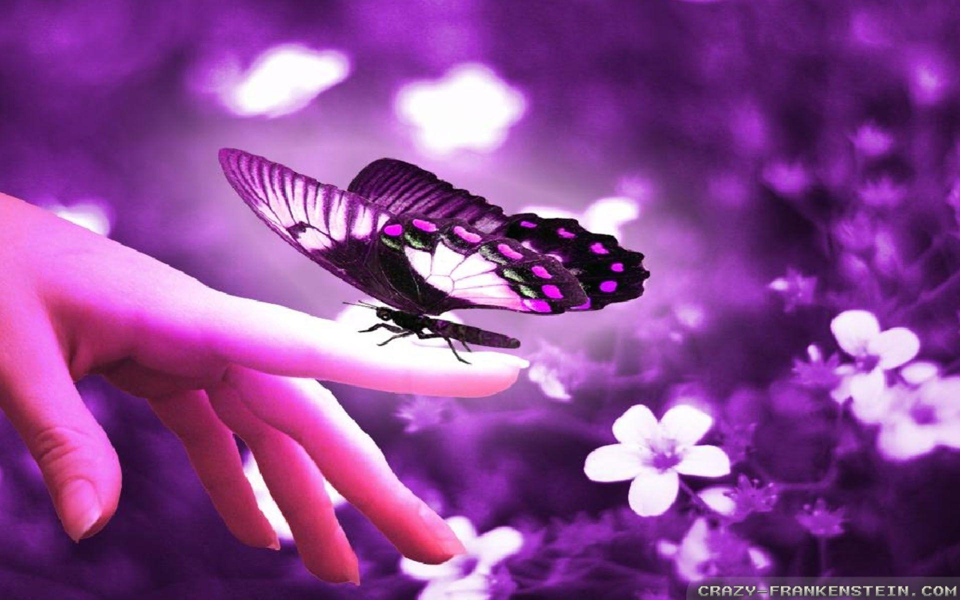1920x1200 Roses Butterfly Wallpaper