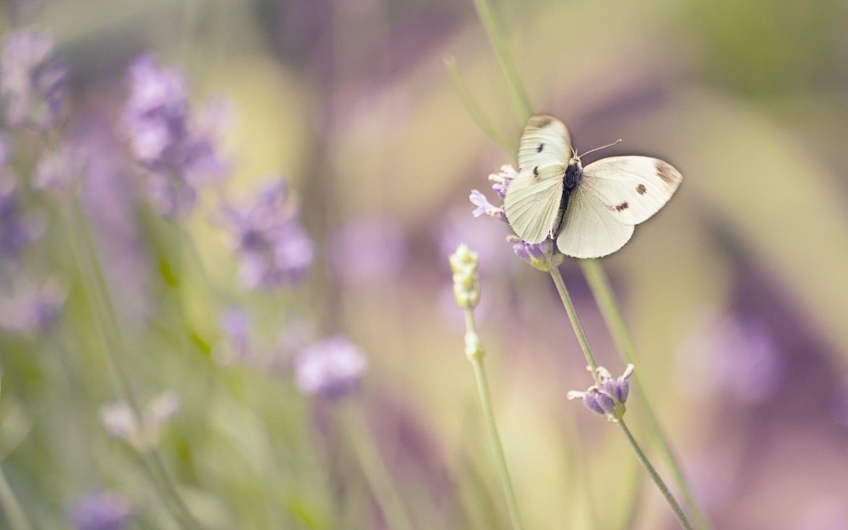 1680x1050 Cabbage White Butterfly Perched On Purple Flower In Butterfly On Flowers Wallpaper & Background Download