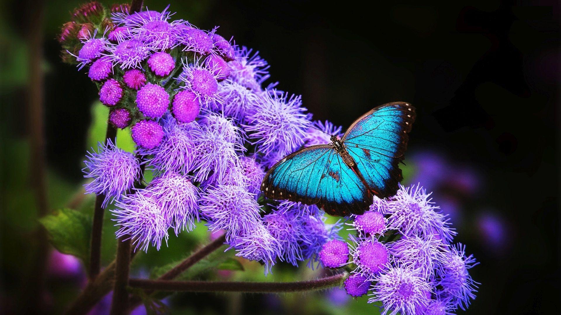 1920x1080 Blue Butterfly Is Sitting On Purple Flowers HD Butterfly Wallpaper