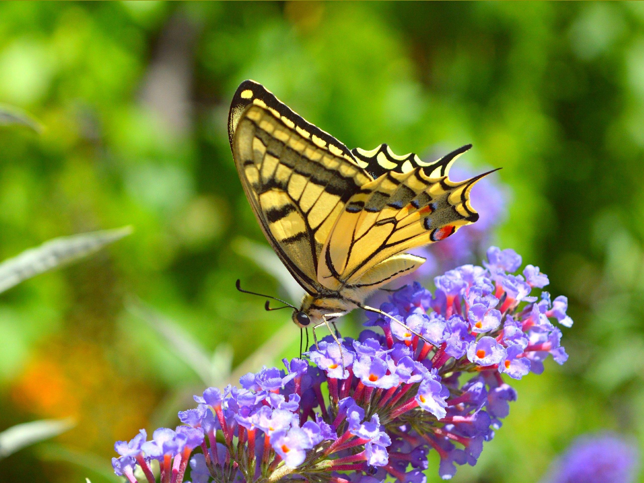 2560x1920 Wallpaper Little purple flowers, butterfly 2880x1800 HD Picture, Image