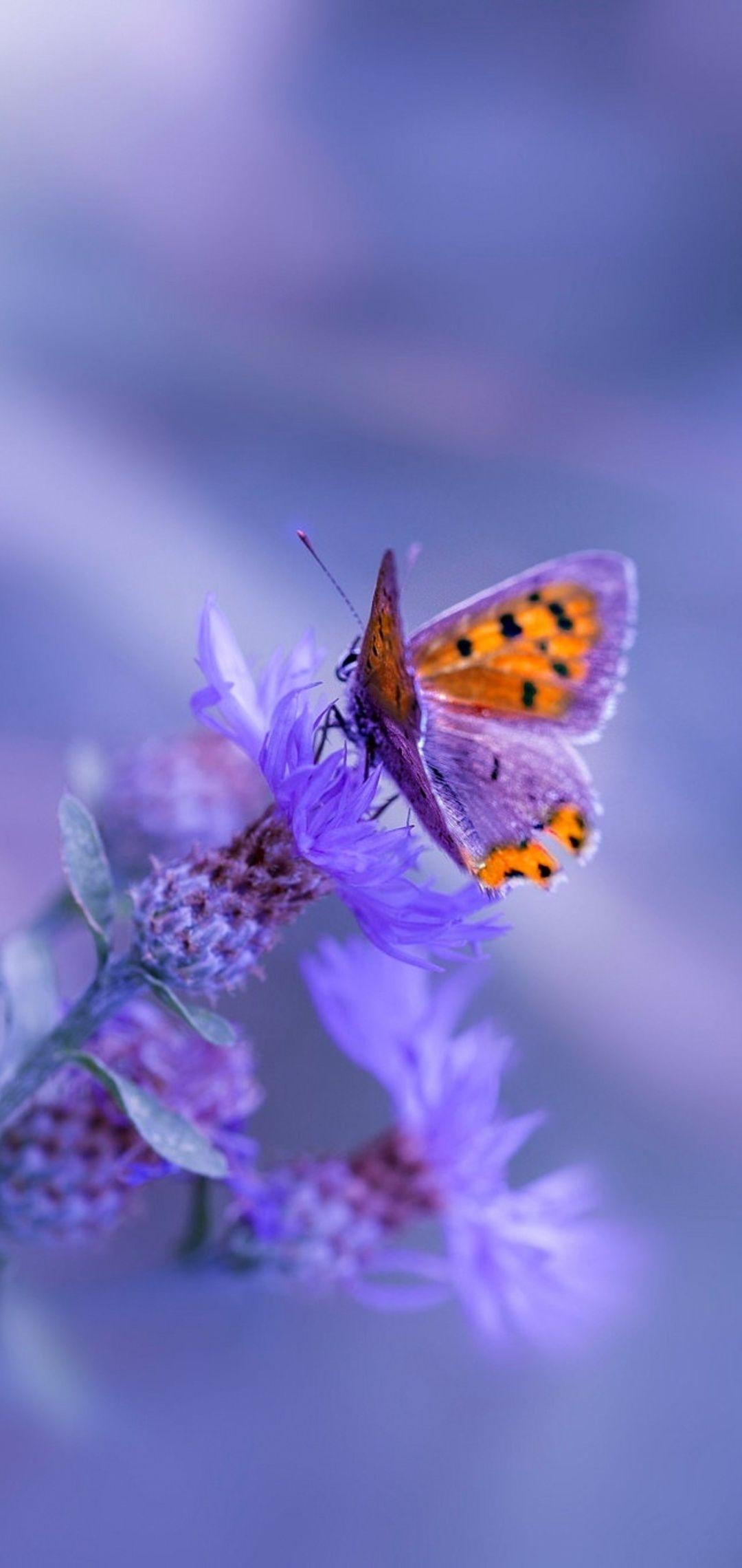1080x2280 Butterfly Purple Flower One Plus Huawei p Honor view Vivo y Oppo f Xiaomi Mi A2 HD 4k Wallpaper, Image, Background, Photo and Picture