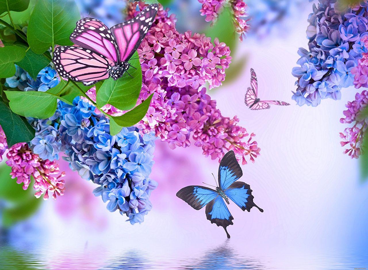 1280x940 Desktop Wallpaper Insects Butterflies flower Syringa Animals