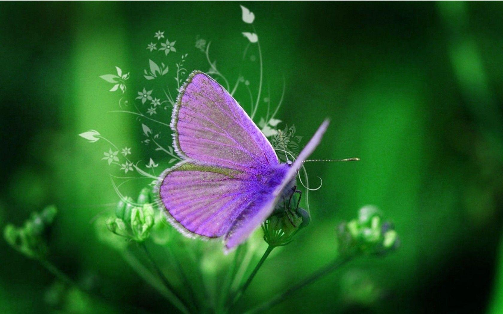 1680x1050 Purple Butterfly Desktop Wallpaper Purple Butterfly And Butterfly Image Download Wallpaper & Background Download
