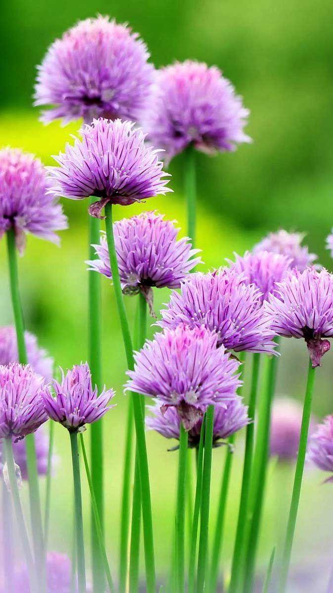 Beautiful Flower iPhone Wallpapers Top Free Beautiful Flower iPhone