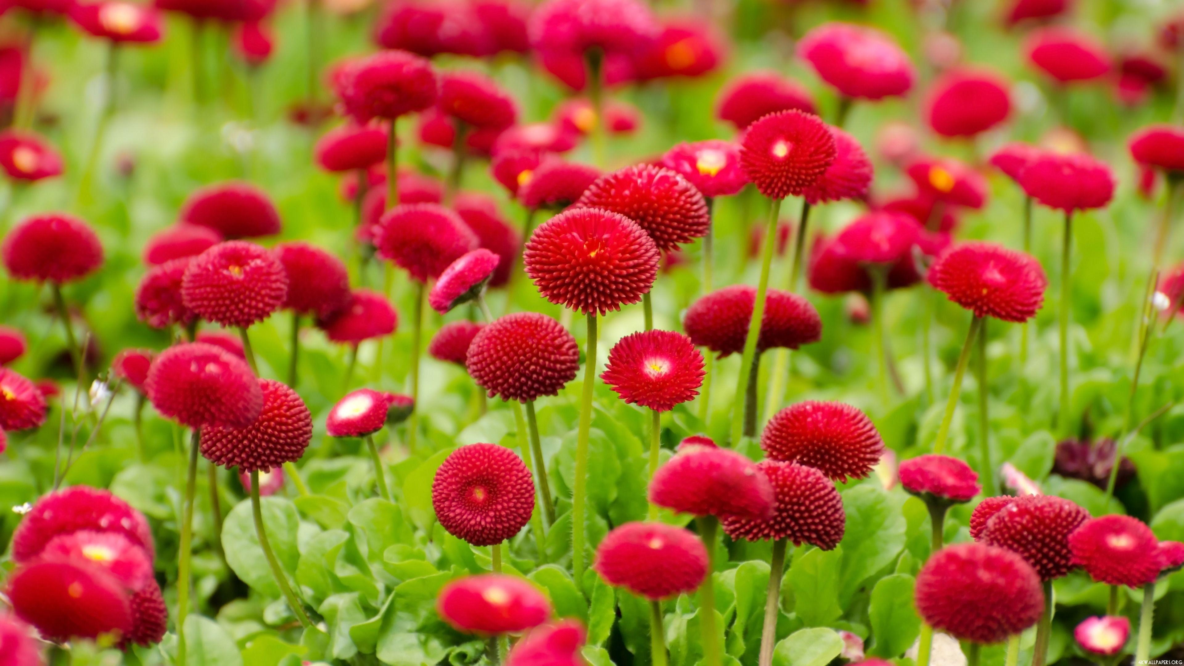 3840x2160 4K Red Purple Flowers Wallpaper