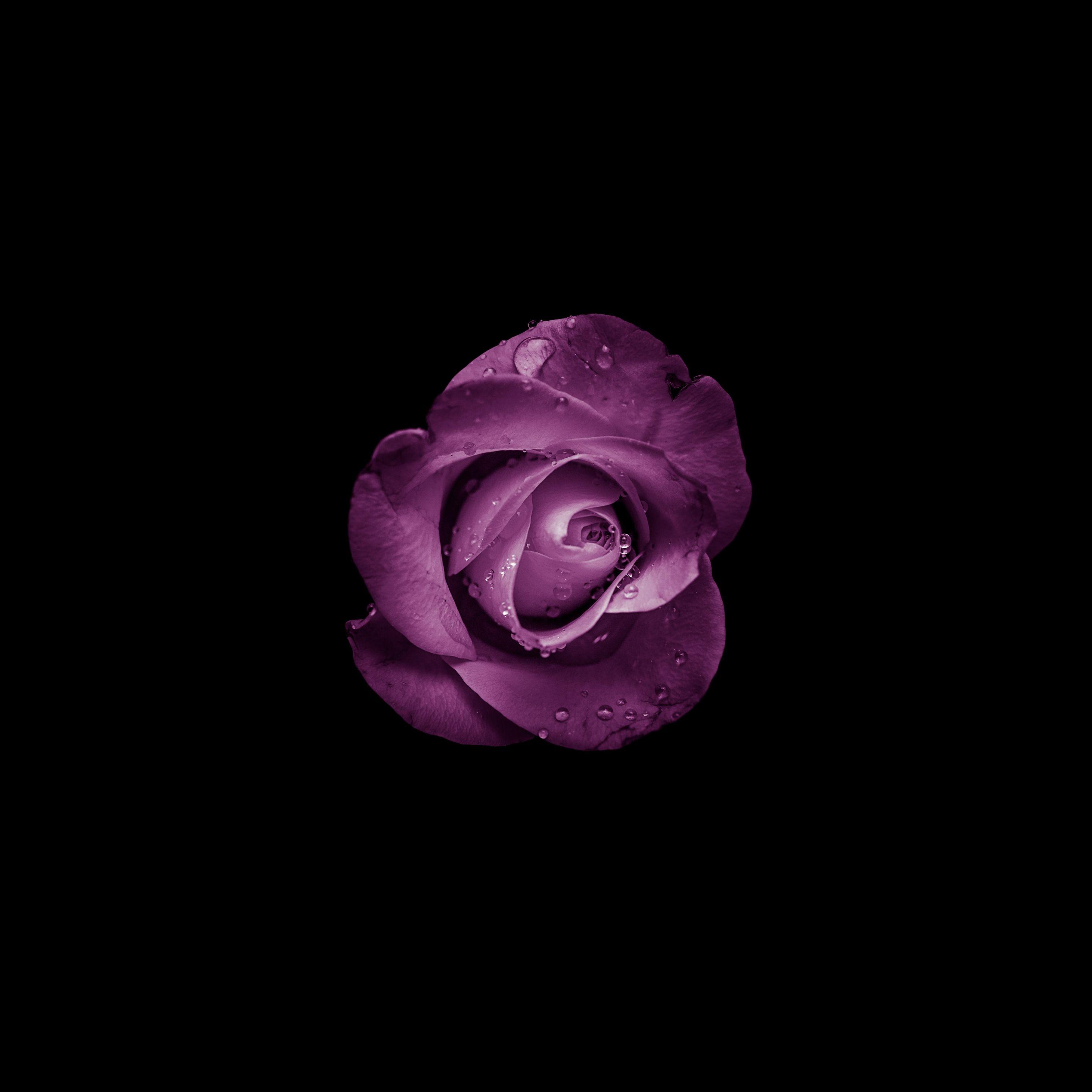 2932x2932 Download 2932x2932 wallpaper minimal, rose, bud, purple flower, ipad pro retina, 2932x2932 HD image, background, 19212