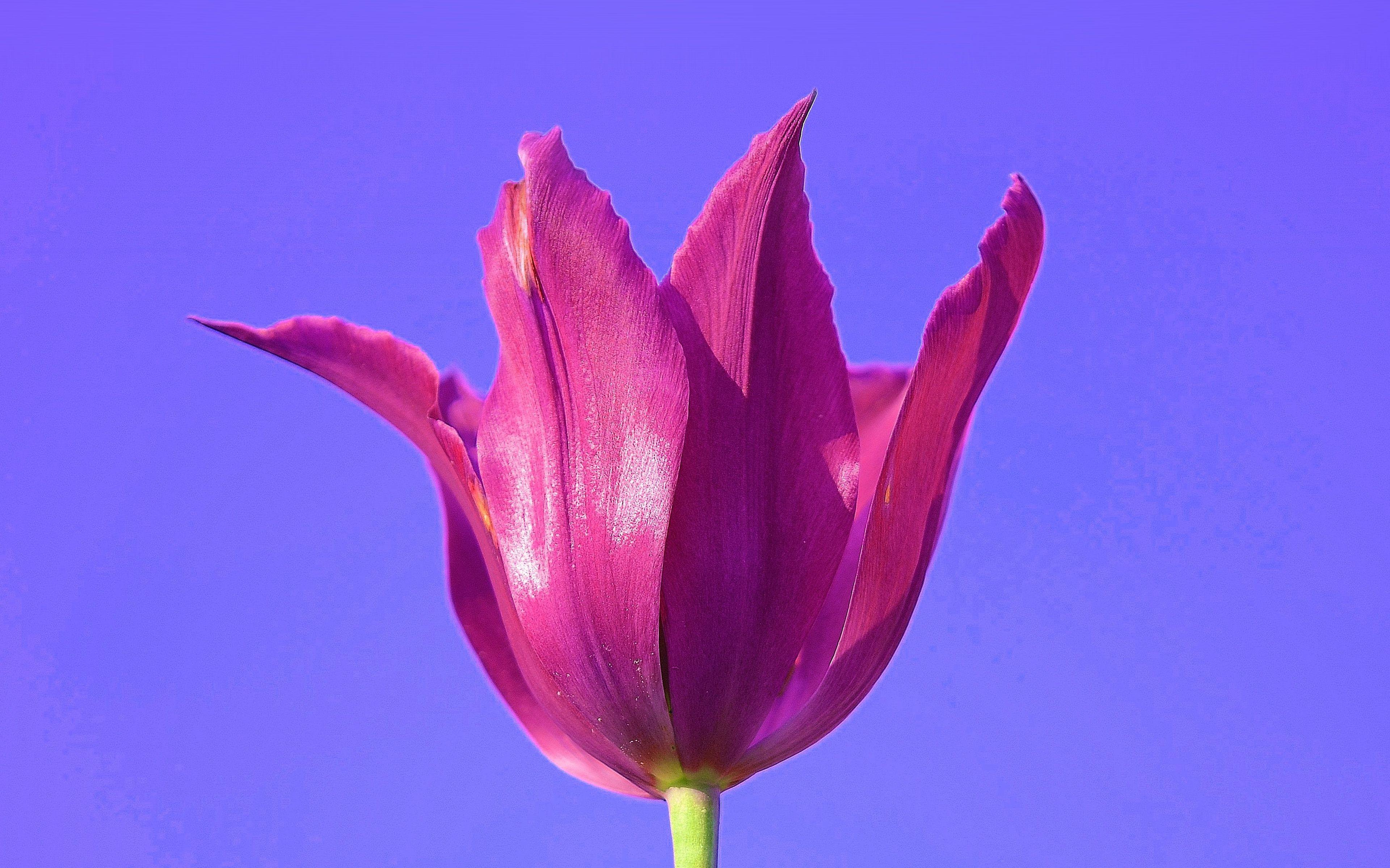 3840x2400 Flower Art Minimal Purple Red Nature Wallpaper