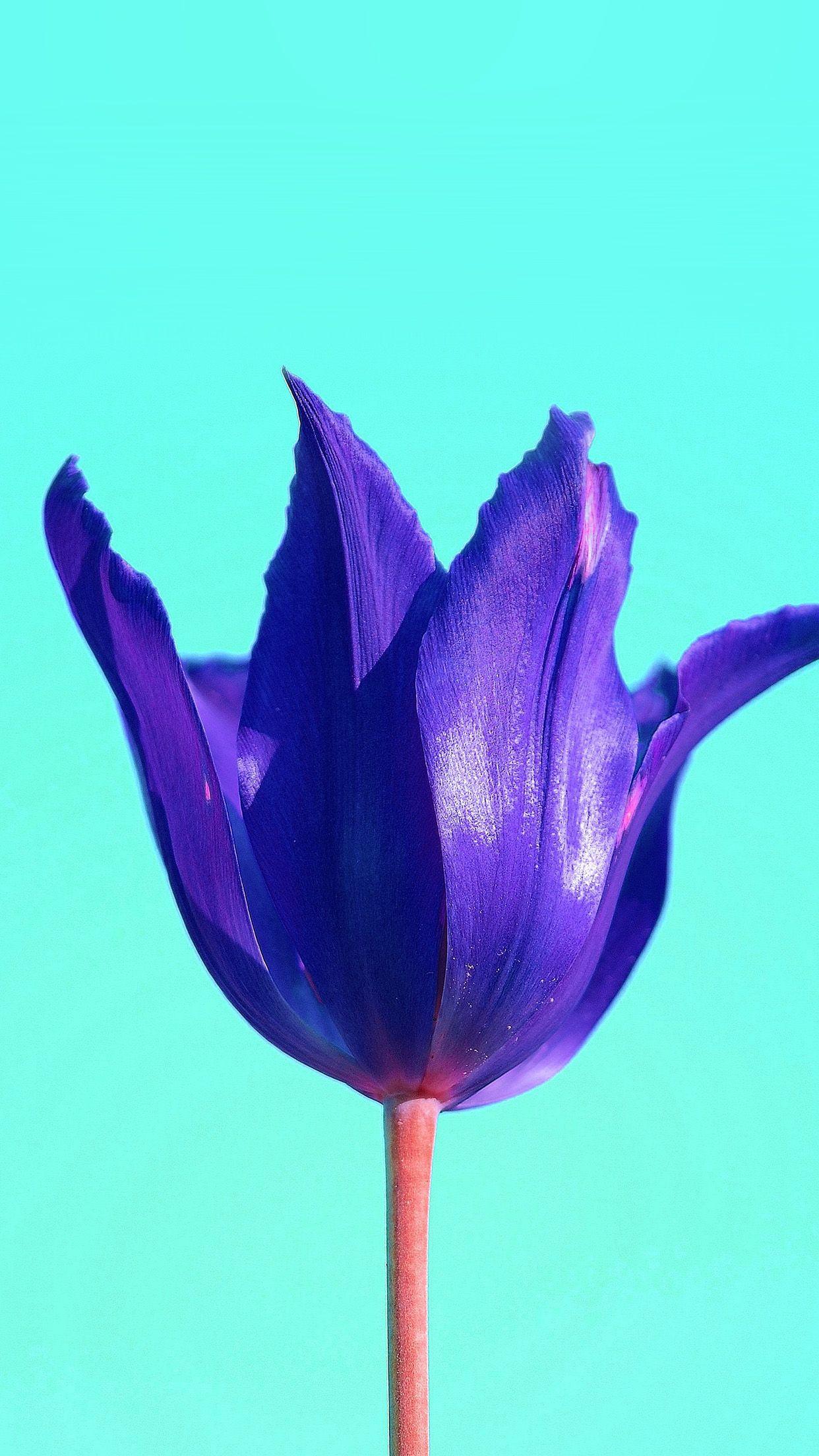 Minimalist Purple Flowers Wallpapers Top Free Minimalist Purple