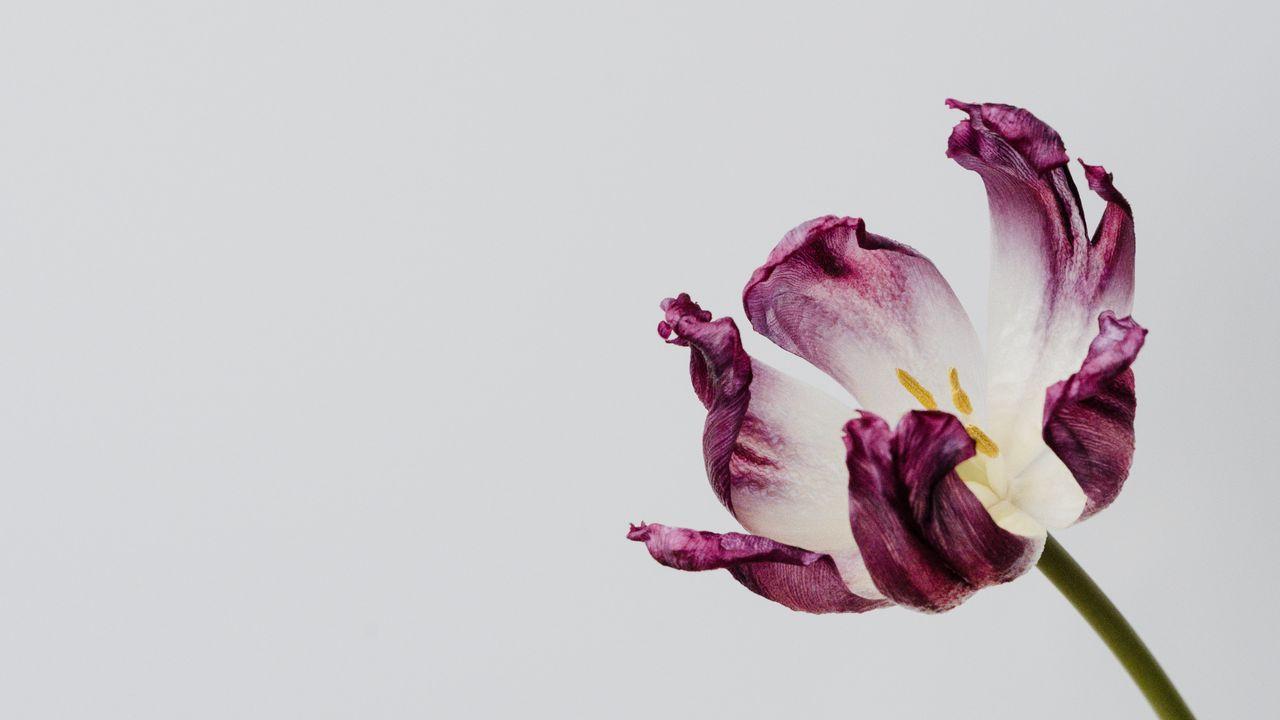1280x720 Wallpaper tulip, flower, minimalism hd, picture, image