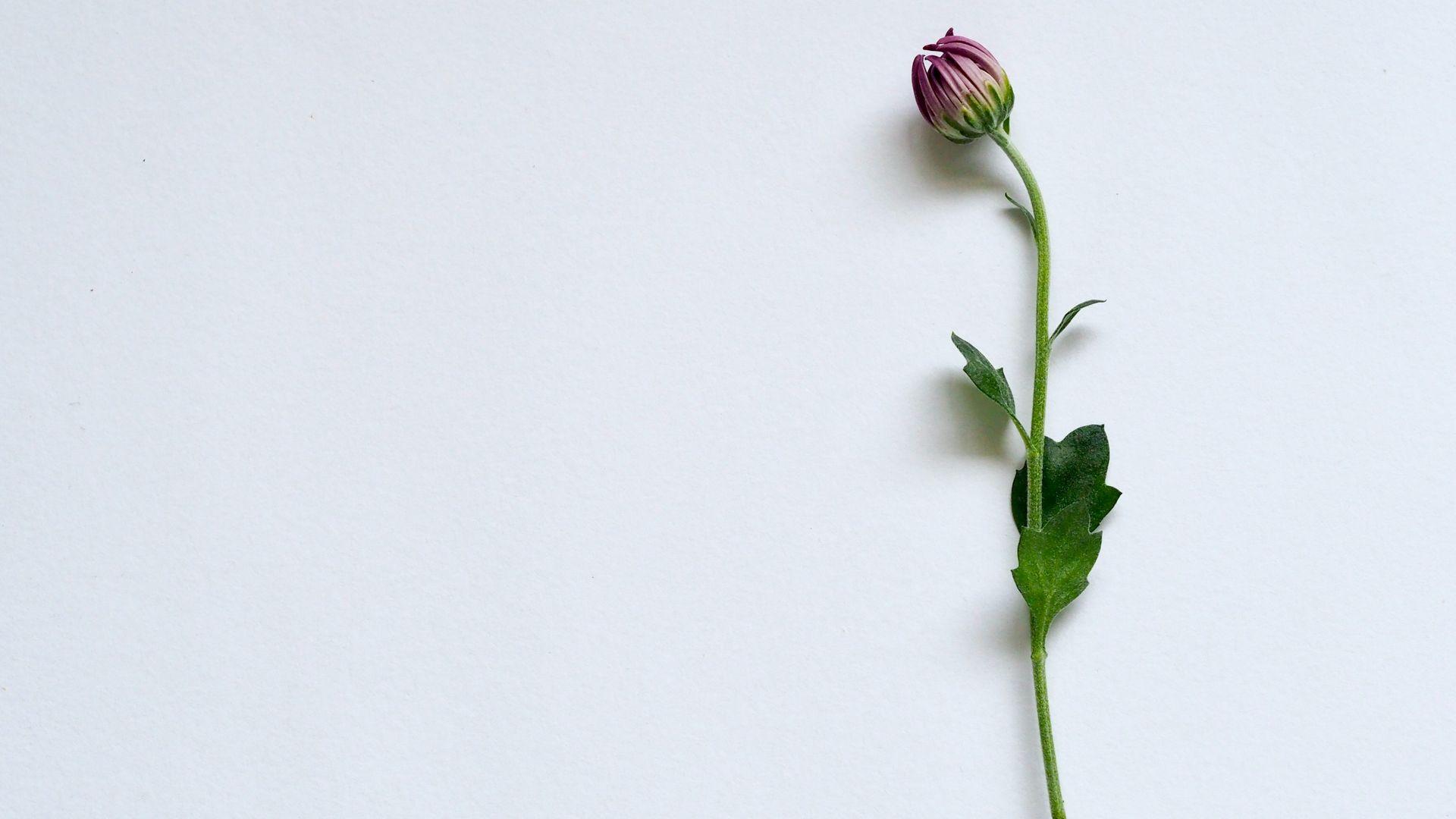 1920x1080 Purple Flower On White Surface Wallpaper Free Photo