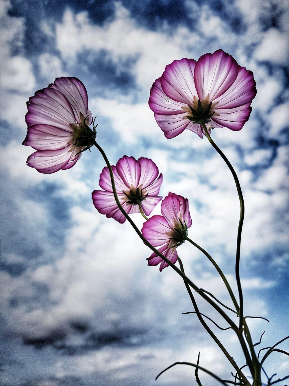 1000x1333 Purple Petaled Flower Photo