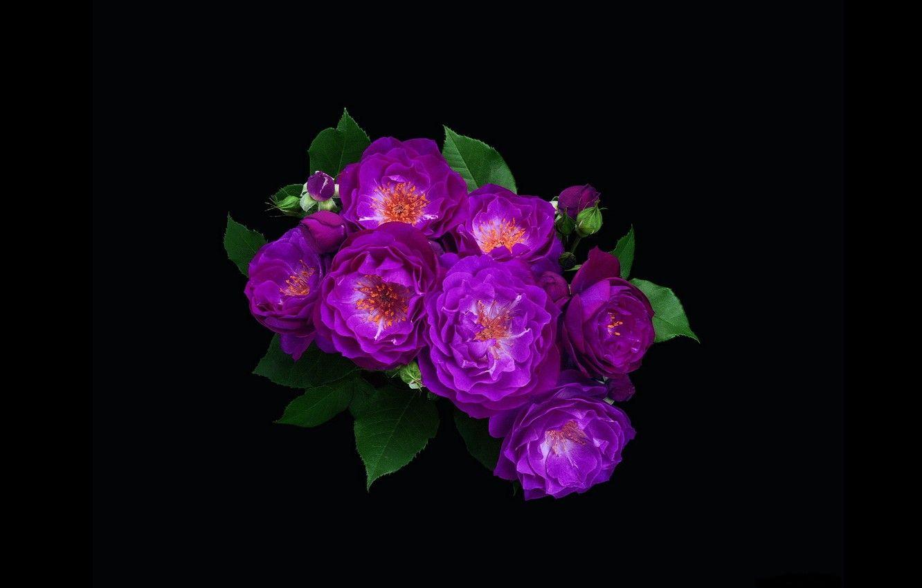 1332x850 Wallpaper roses, minimalism, bouquet, purple, black background image for desktop, section цветы