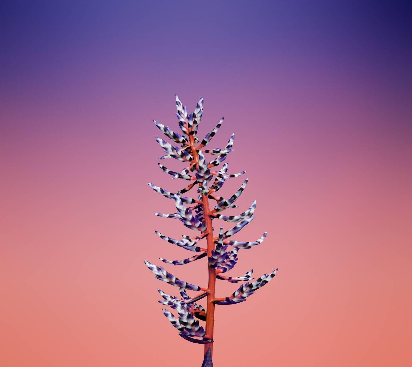 1440x1280 flower wallpaper