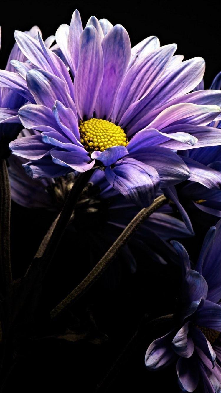 750x1334 Flower Wallpaper Black Background Image HD New