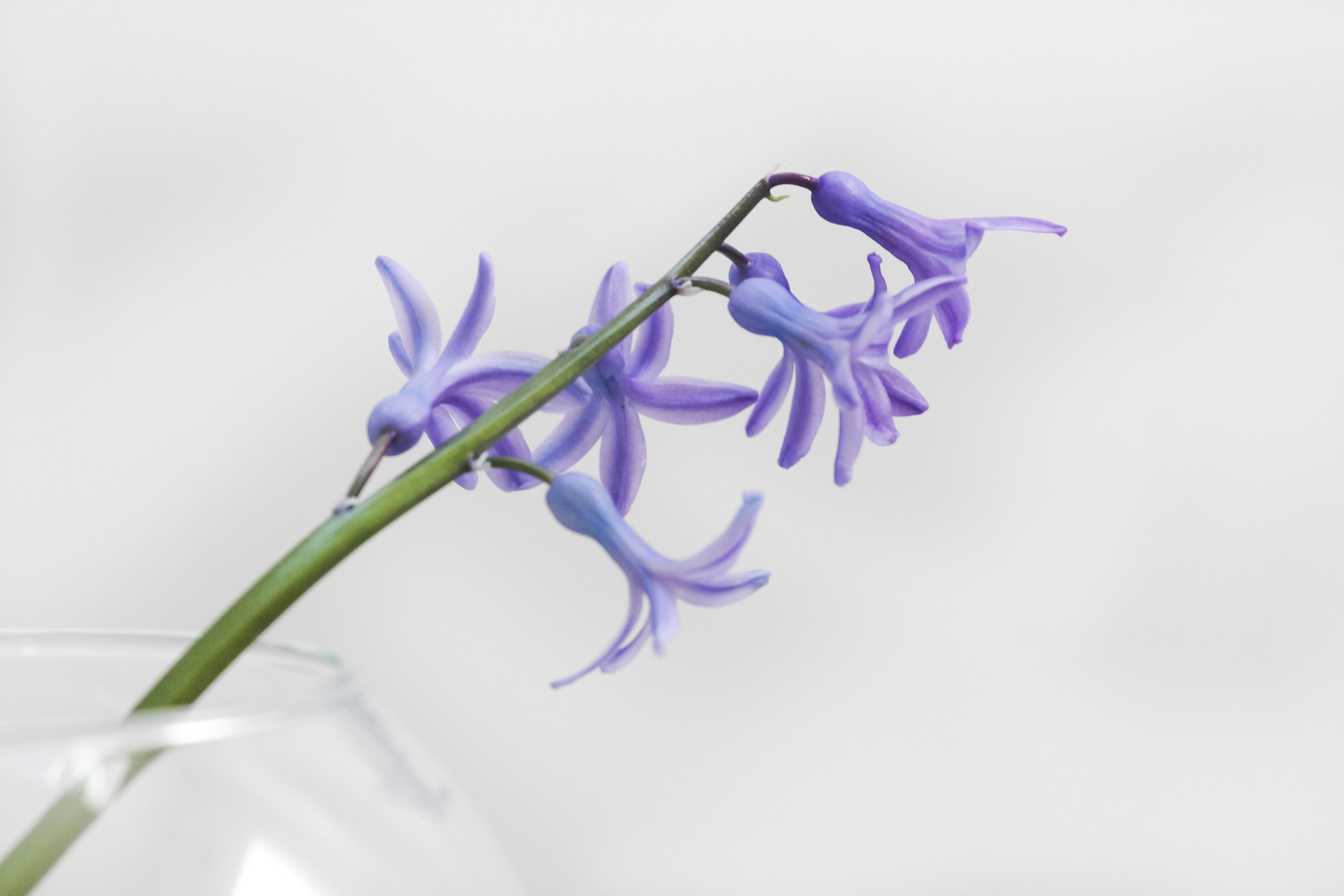4875x3250 5616x3744 #holistic, #nature wallpaper, #floral, #relax, #flower, # purple, #minimal, #lavender, #decor, #vase, #glass, #healthy, #herb, #purple wallpaper, #calm, #green, #background, #organic, #floral wallpaper, #Public domain image