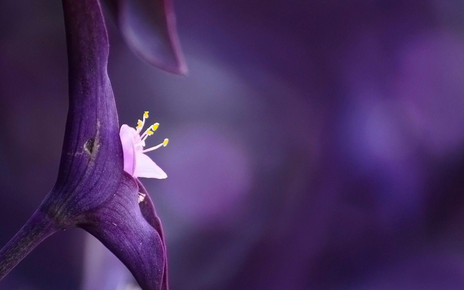 1600x1000 6000x4000 #nature, #blue, #minimalist, #Free Image, #macro, #purple, #spring, #blue Bells, #minimal, #plant, #belgium, #flower, #close Up, # Flowers, #green, #winter, #new Beginning, #grow, #leuven, #bell, #stem