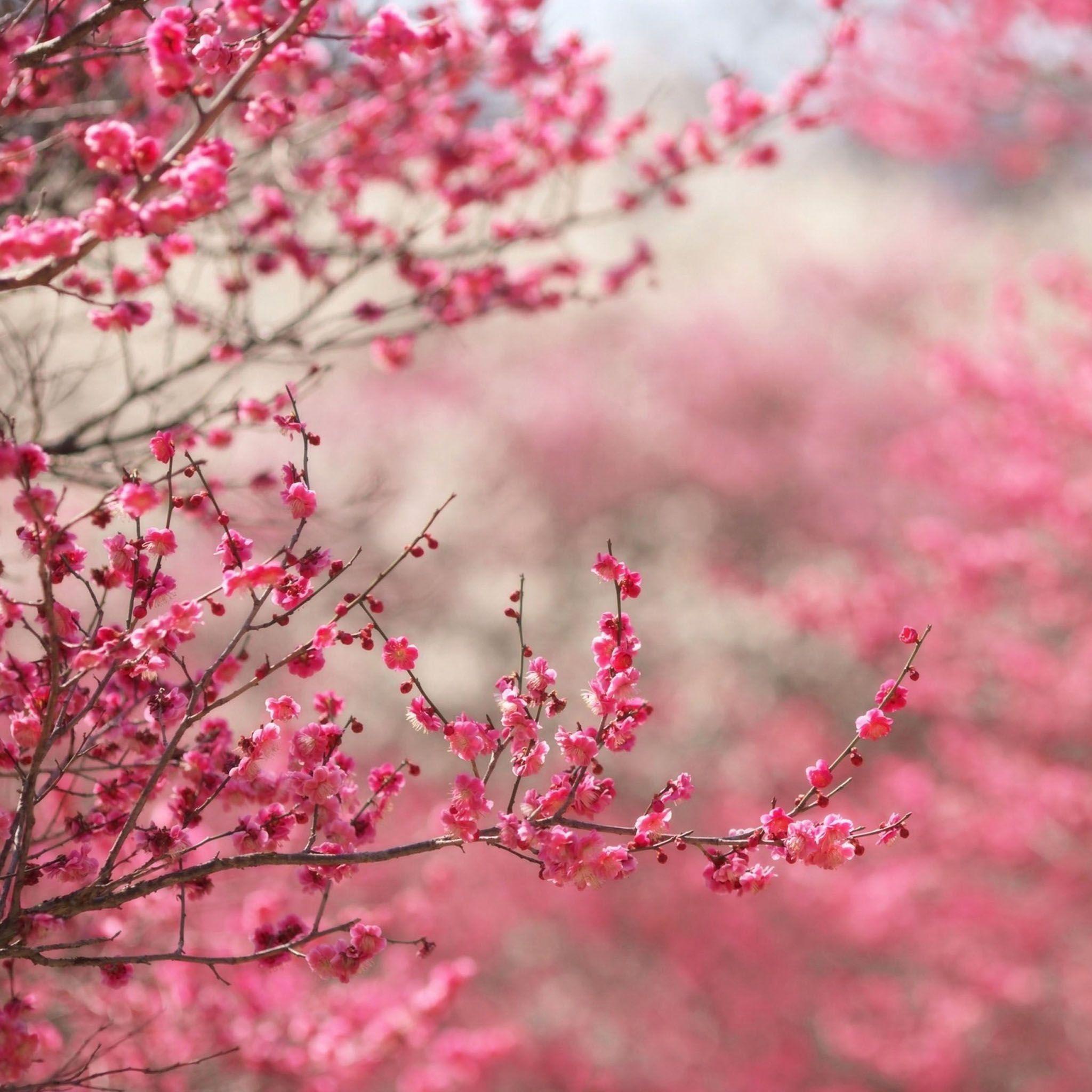 2048x2048 Beautiful Japanese Cherry Blossom Season (7) / HD iPad Wallpaper