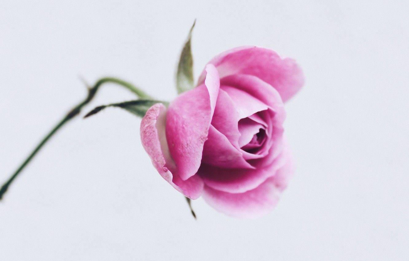 1332x850 Wallpaper Flower, Close Up, Rose, Minimalism, Petals Image For Desktop, Section цветы