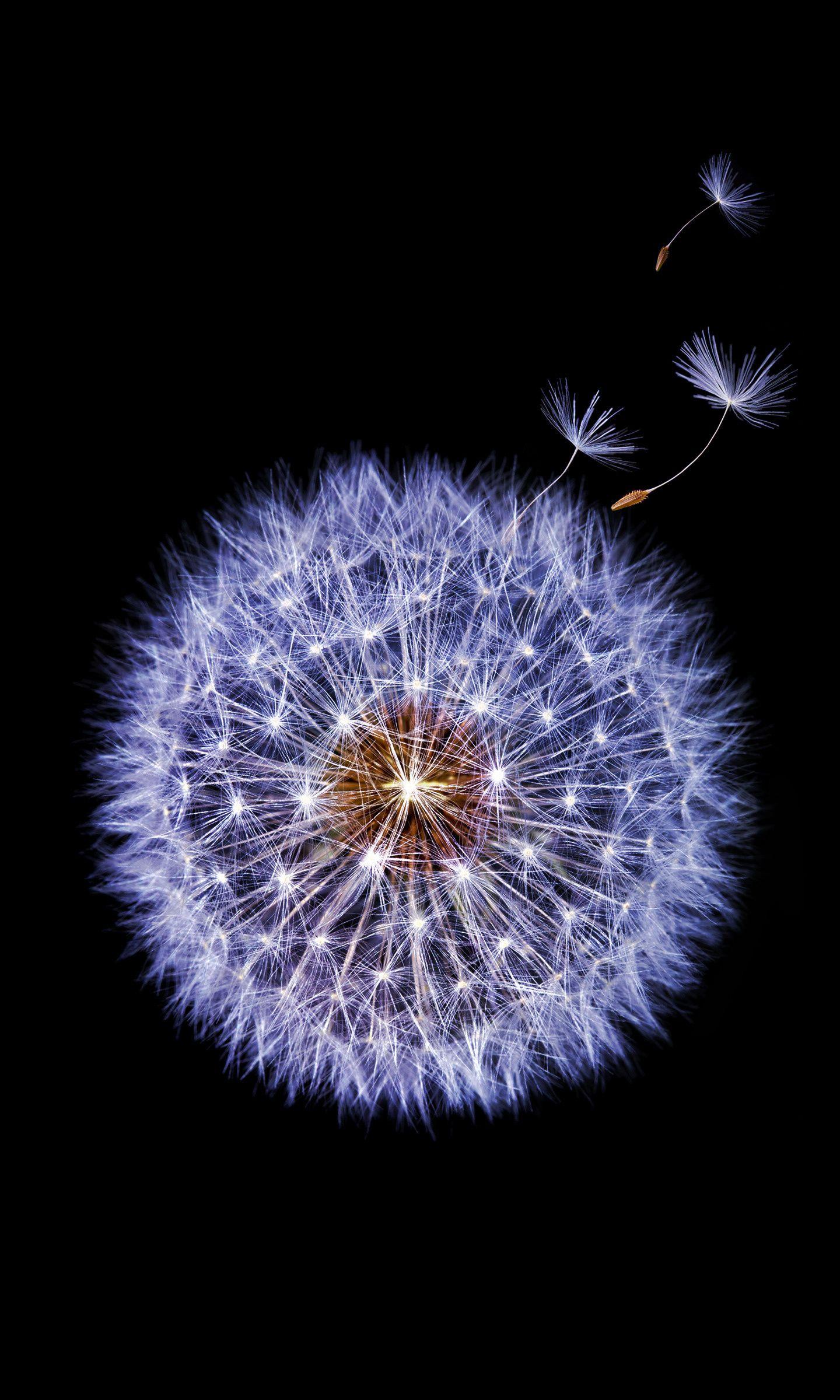 1440x2400 Dandelion, Flower, Samsung Galaxy S Stock, Minimal, Dandelion Wallpaper HD HD Wallpaper