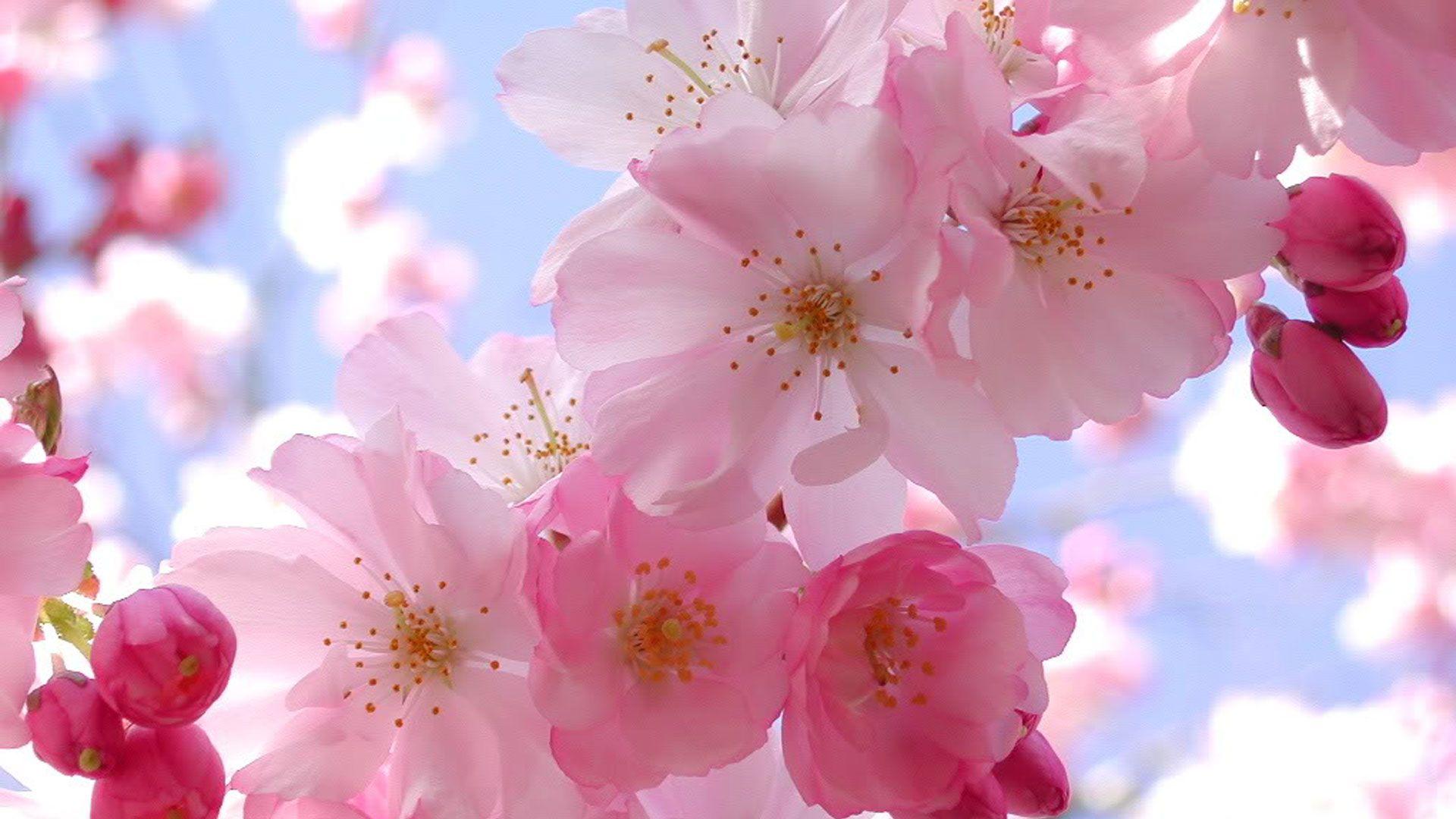 1920x1080 Japanese Cherry Blossom Wallpaper