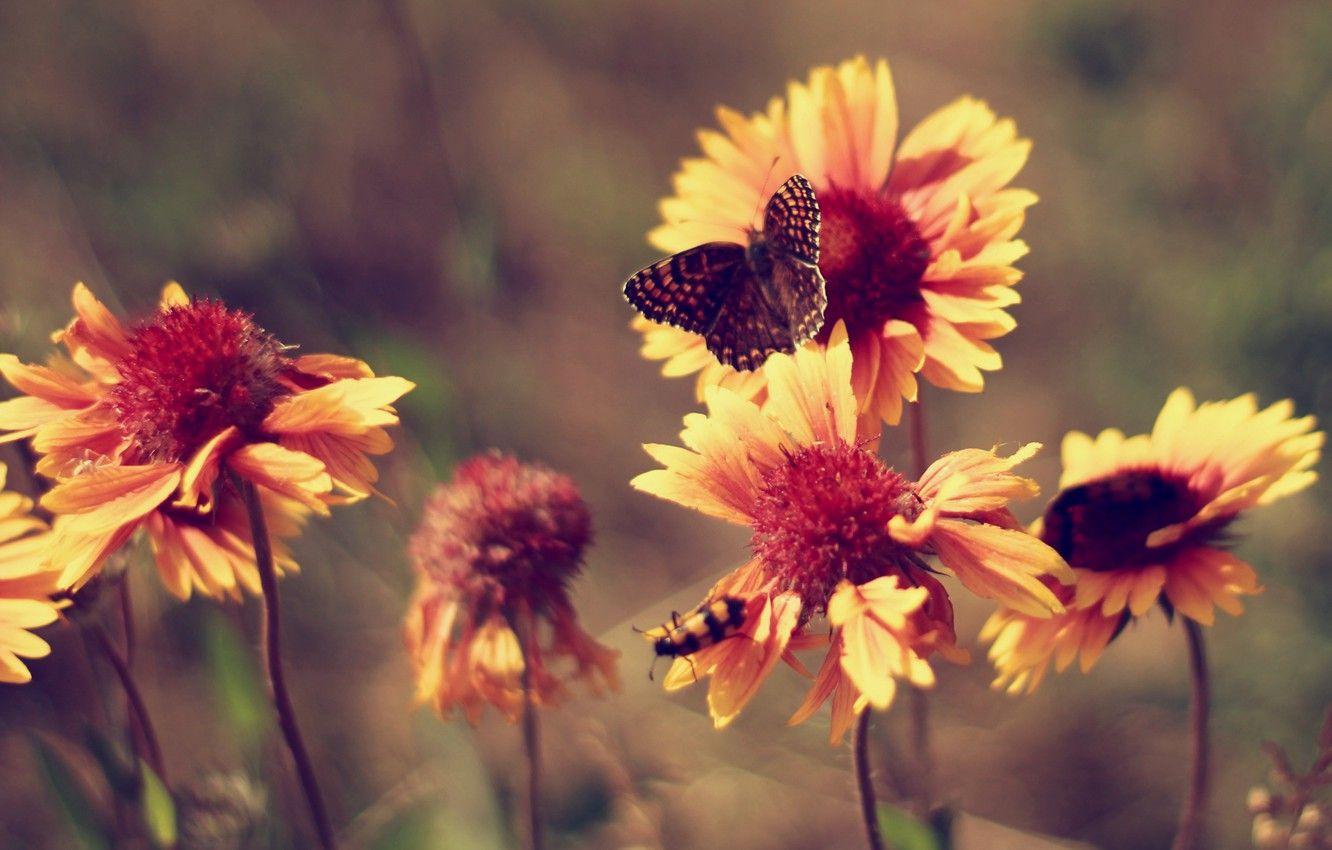 1332x850 Photo Wallpaper Summer, Butterfly, Heat, Flowers, Marigolds, Butterfly Wallpaper Desktop