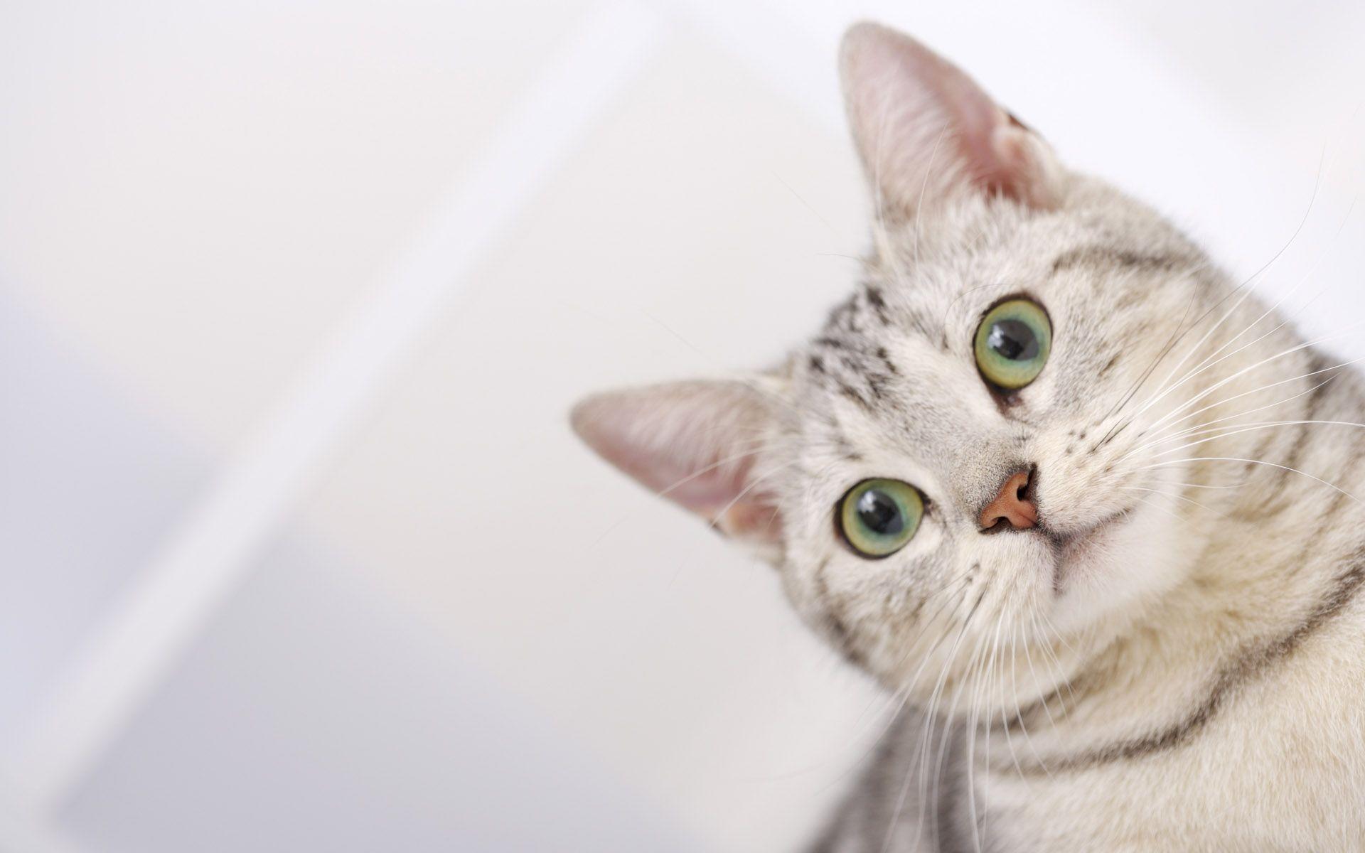 1920x1200 Cats Wallpaper. Cat background, Cute cat wallpaper, Cat wallpaper