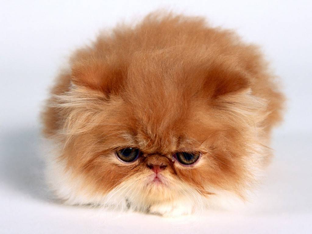 1024x768 Animal Wallpaper For Desktop Computer Background Cute Cats And Kittens HD Wallpaper