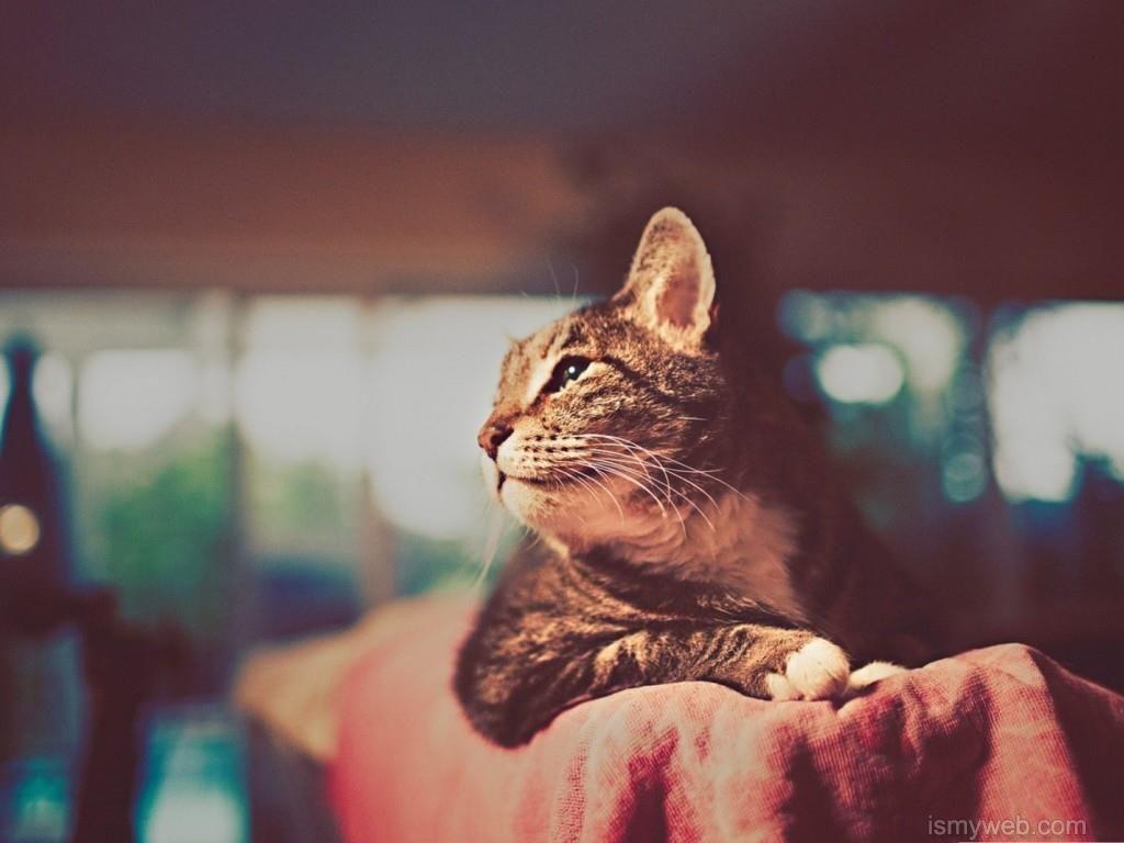 1024x768 Cute cat Desktop Wallpaper Download 14. Cats, Animals, Cute cat