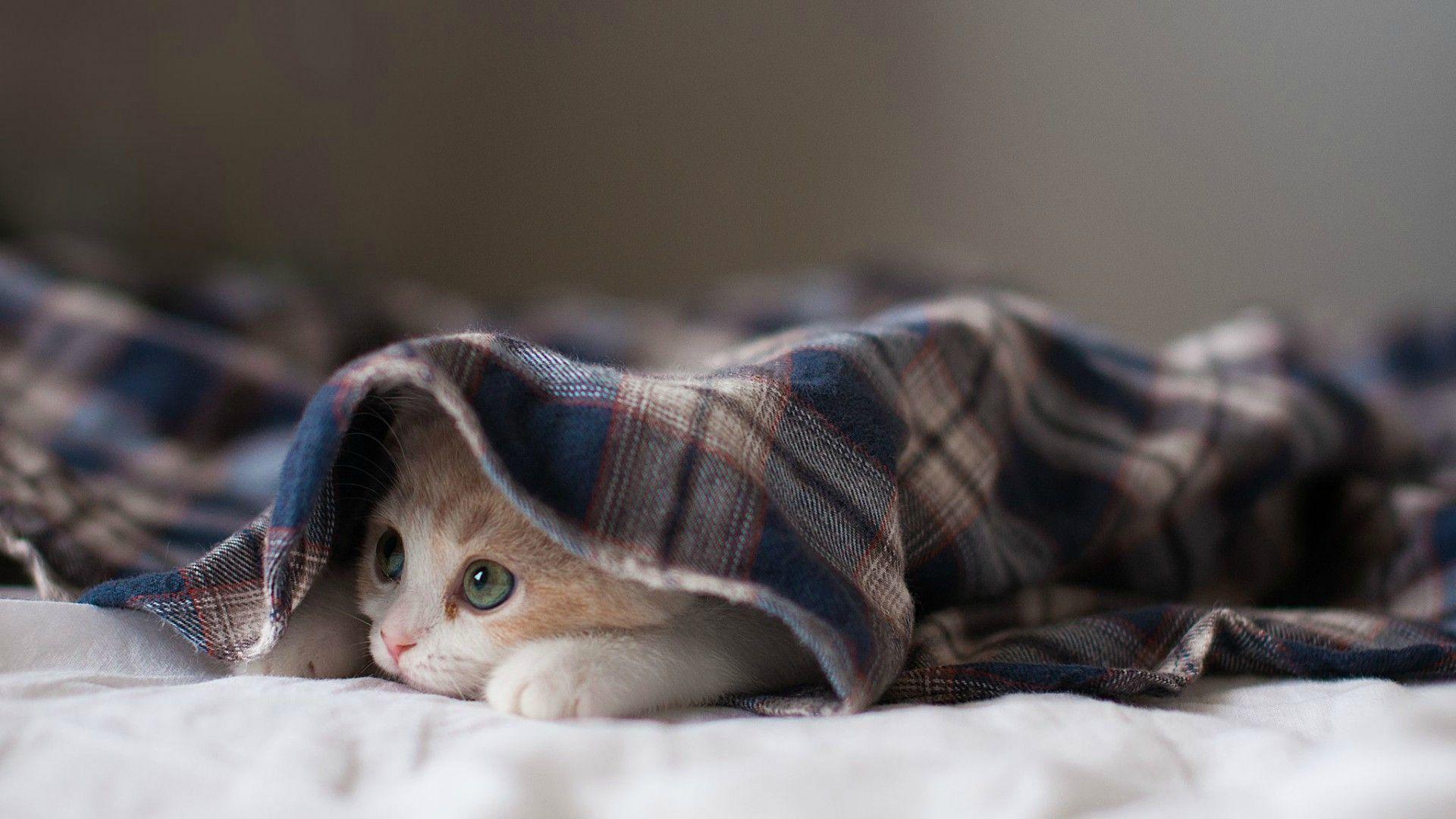 1920x1080 Top Collection Phone and Desktop Wallpaper HD. Cat wallpaper, Cats, Cat background