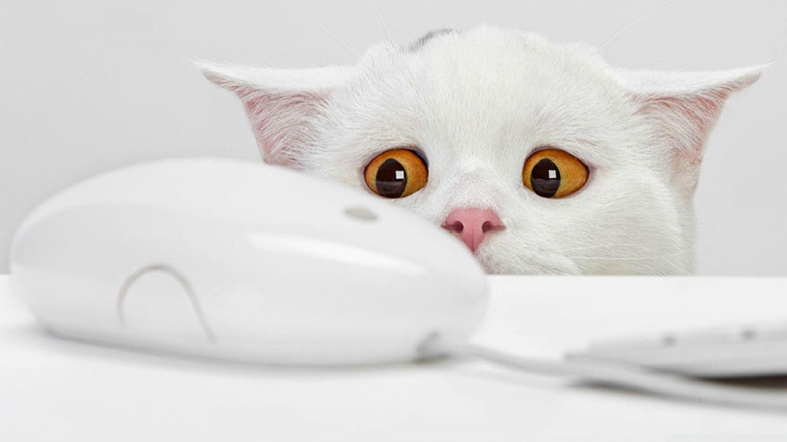 1600x900 Cute Cat Ultra HD Desktop Background Wallpaper for 4K UHD TV : Tablet