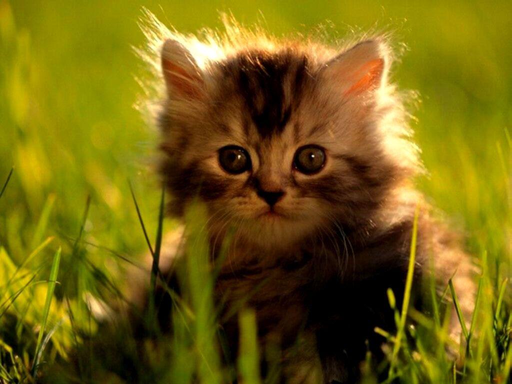 1024x768 Kitten Desktop Wallpaper Download Cute Cats Ever