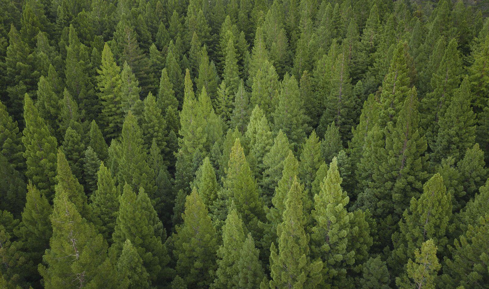 1600x946 Lightroom Drone Forest Edit (DJI Mavic Pro 2)