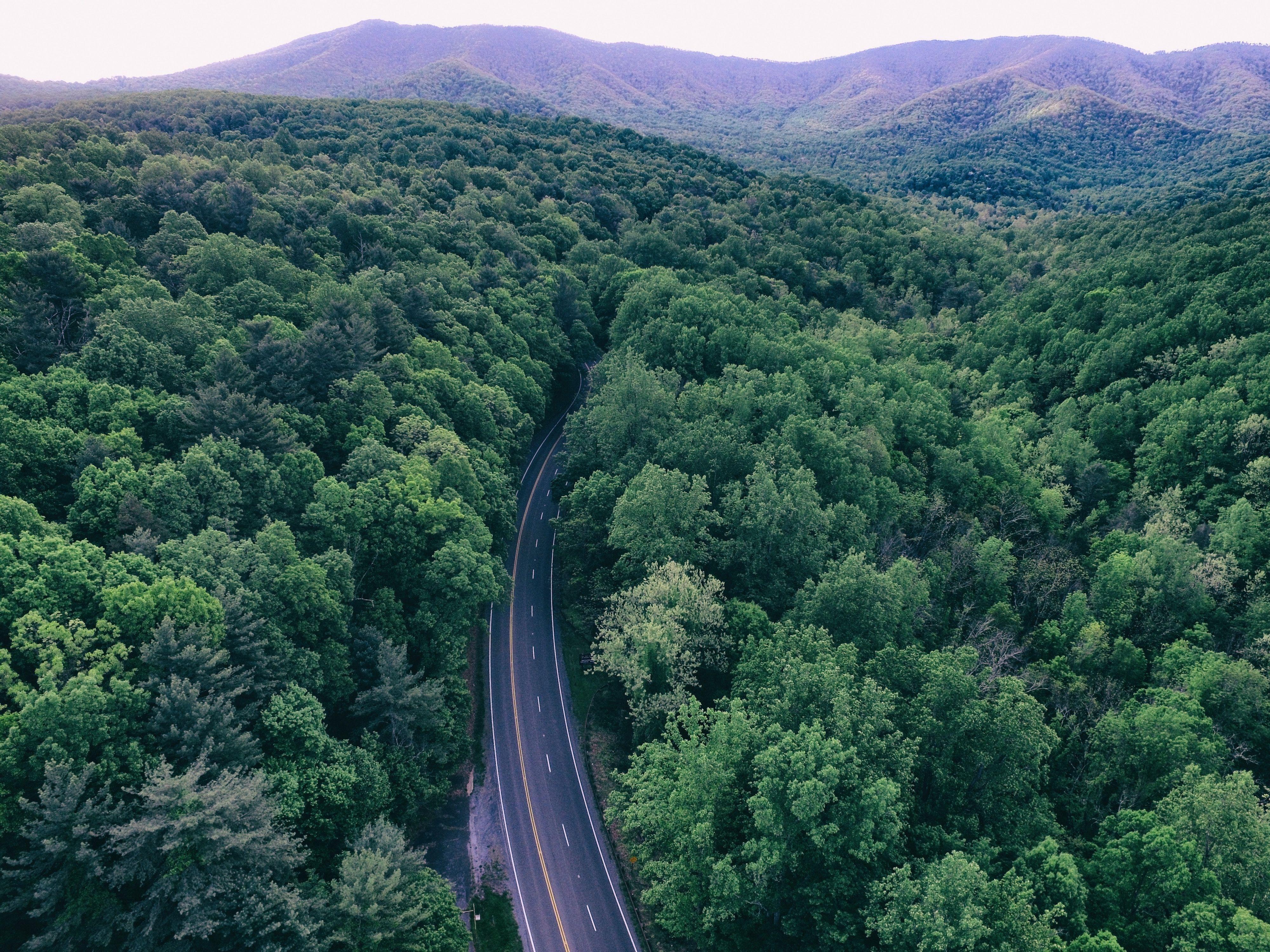 4000x3000 Drone Forestry .