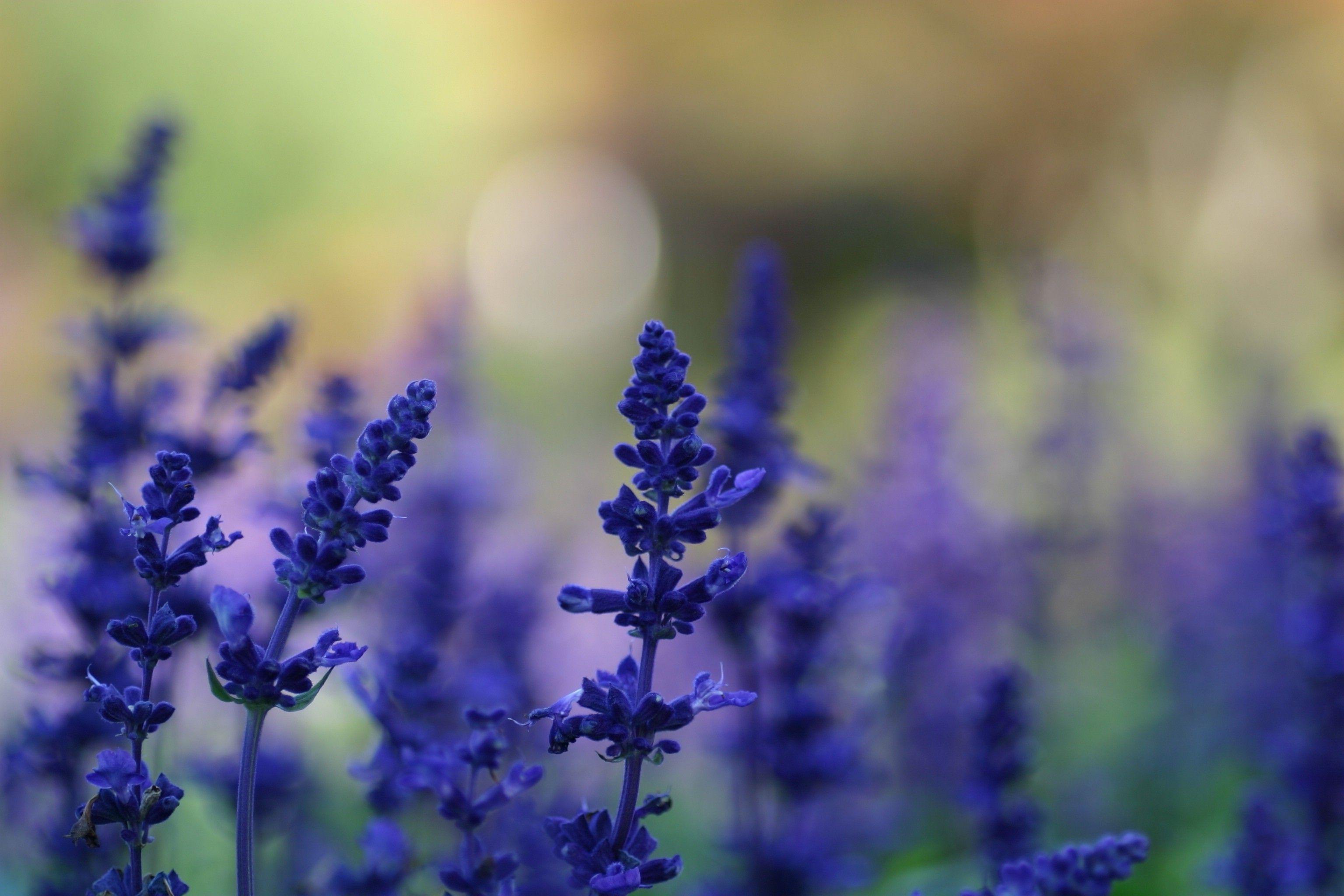 Lavender Purple Flower Desktop Wallpapers - Top Free Lavender Purple