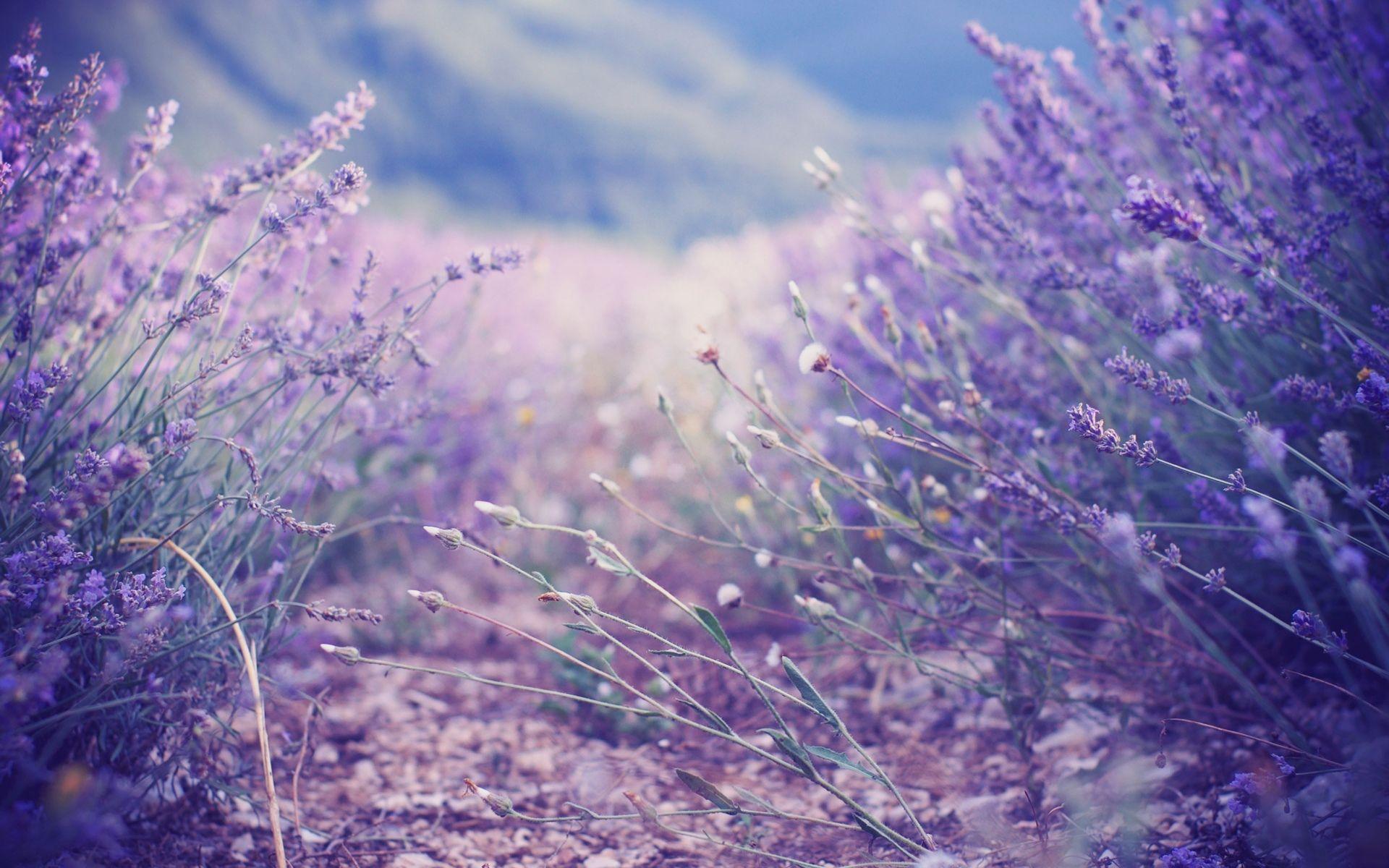 Lavender Purple Flower Desktop Wallpapers - Top Free Lavender Purple