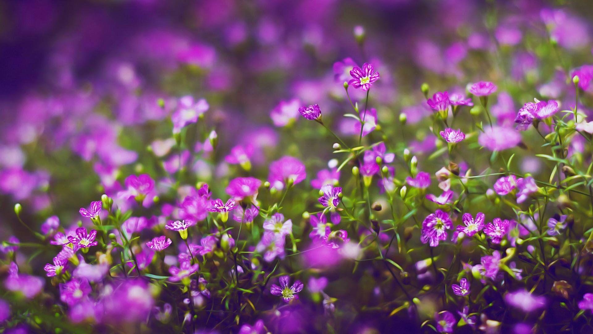 1920x1080 Purple Flower Wallpaper HD