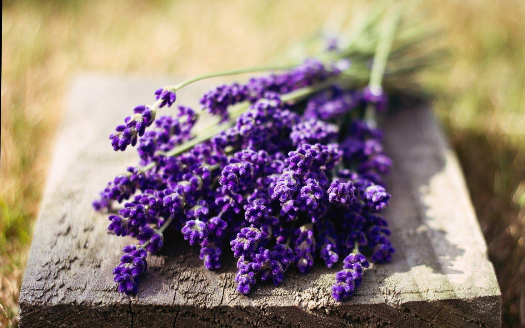 1680x1050 Macro Flowers Lavender Purple