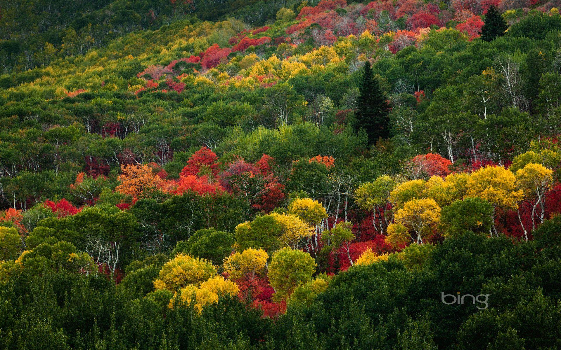 1920x1200 bing wallpaper Archives