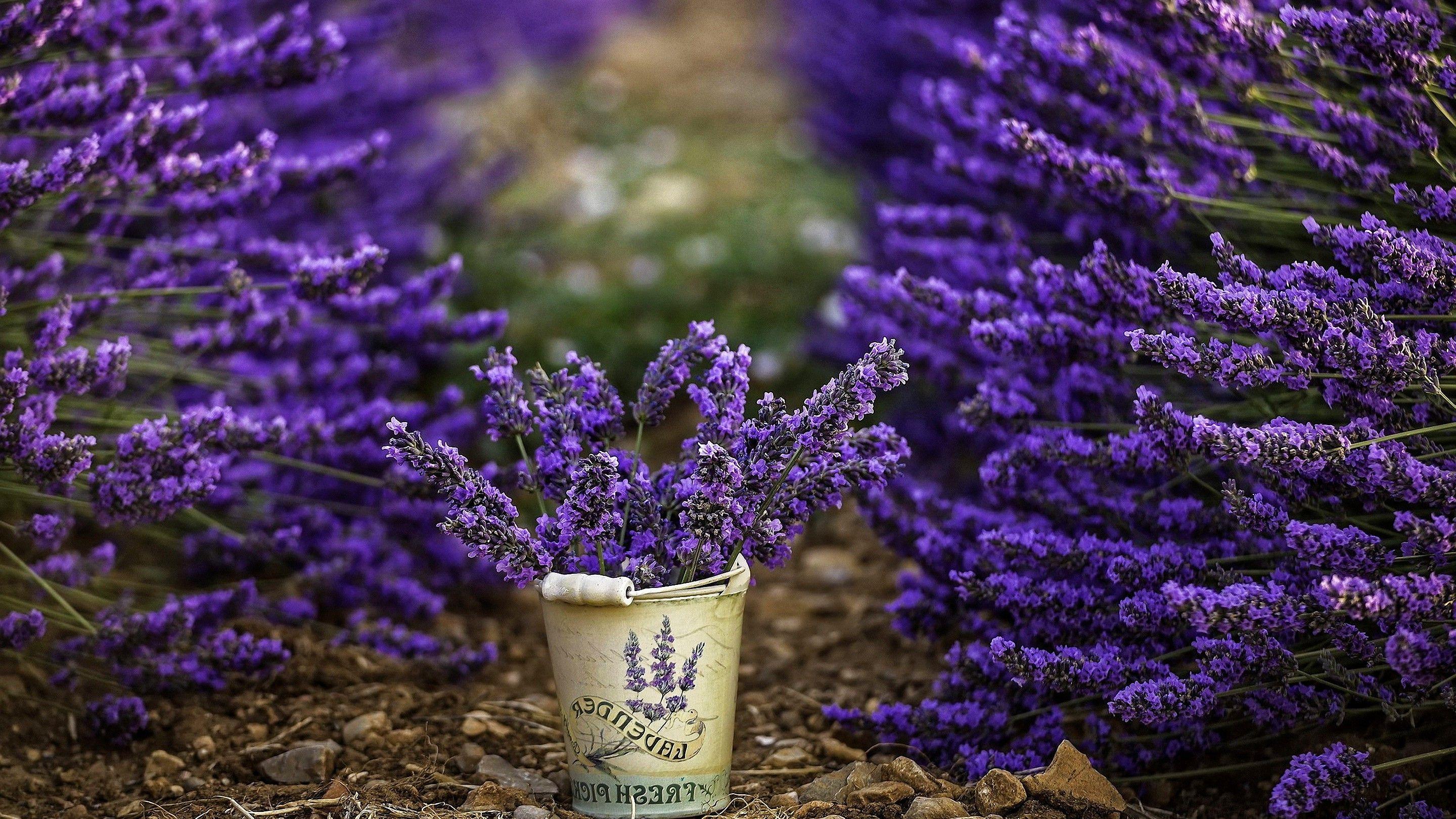 2880x1620 flowers, Photography, Bucket, Lavender, Purple Flowers, Depth Of Field Wallpaper HD / Desktop and Mobile Background
