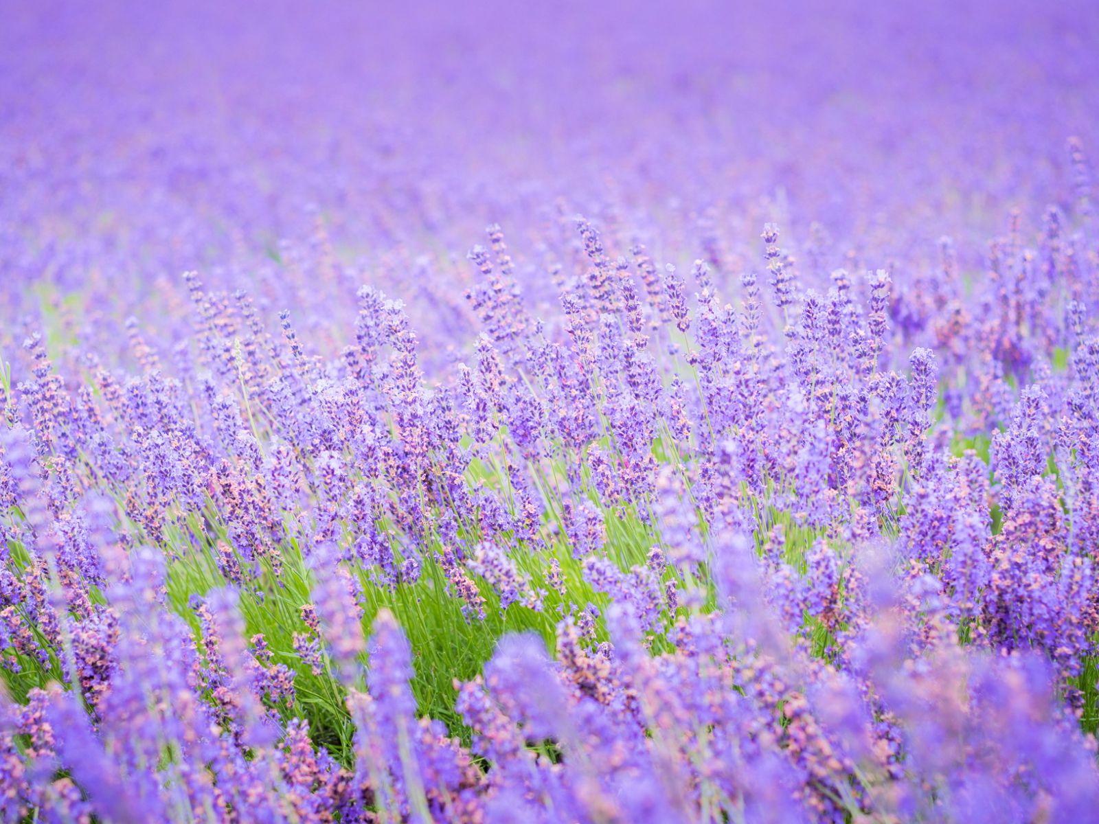 Lavender Purple Flower Desktop Wallpapers - Top Free Lavender Purple