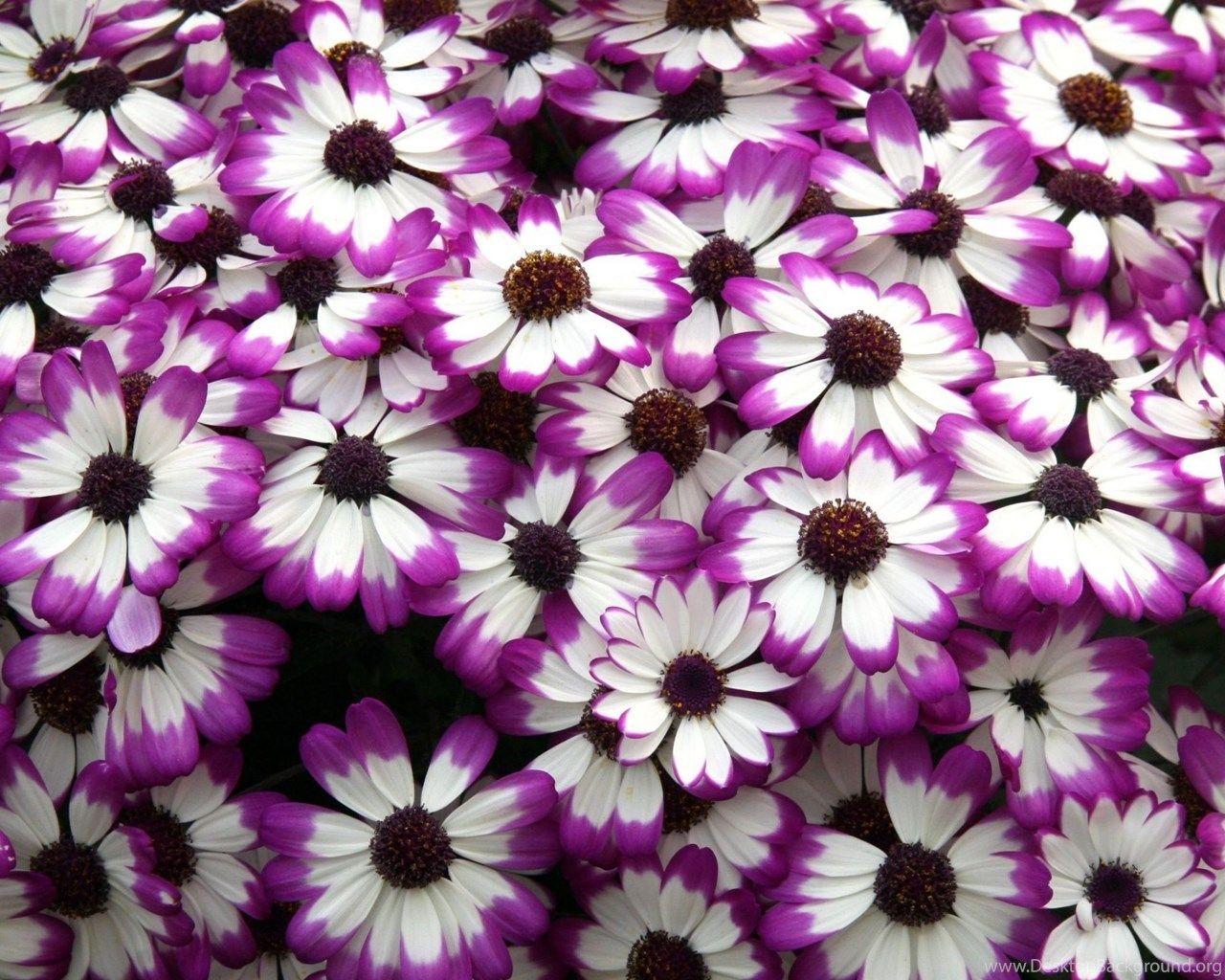 1280x1024 Lavender Purple Flowers Wallpaper HD Of Lavender Field Desktop Background