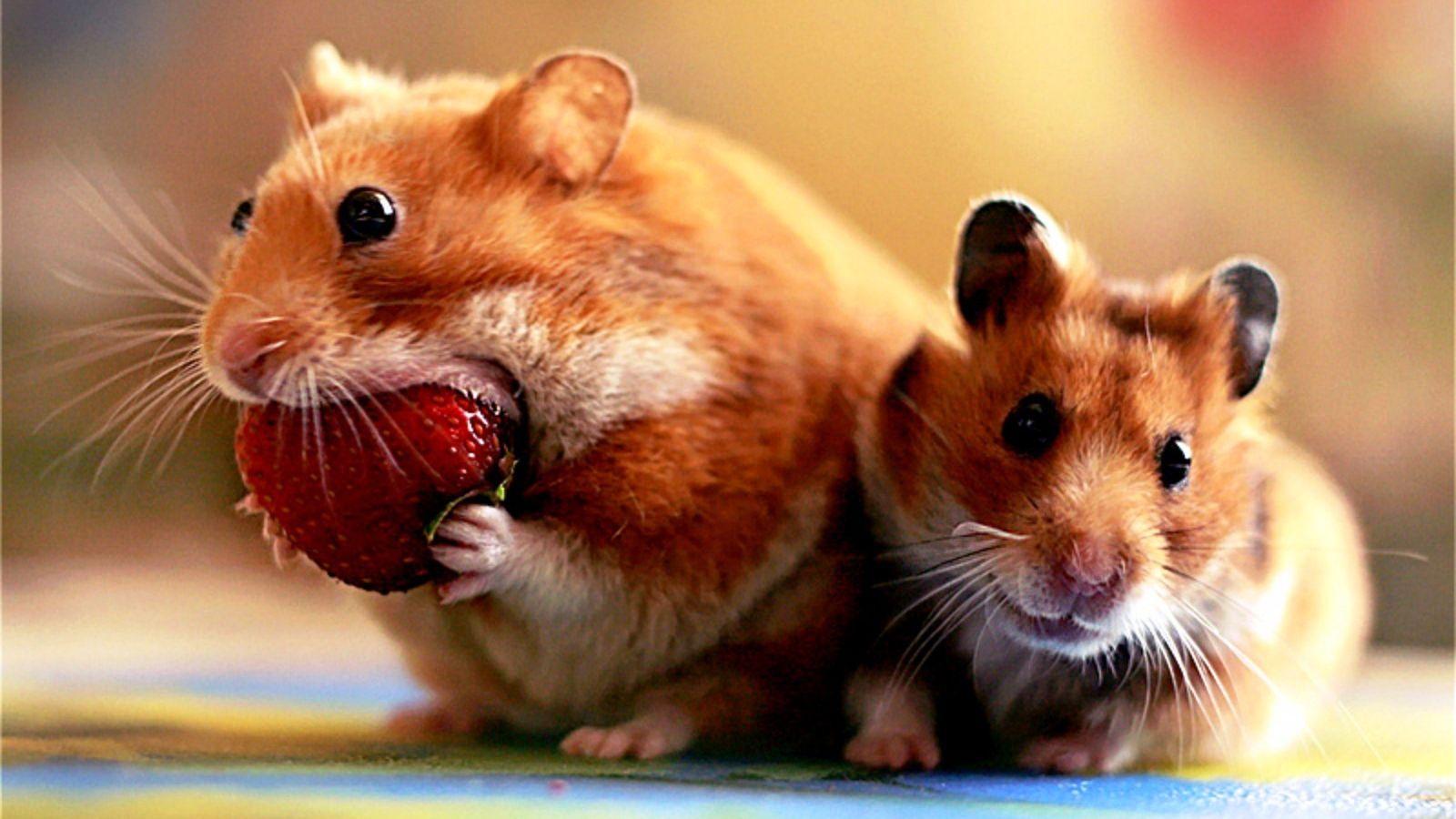 1600x900 Hamsters Wallpaper