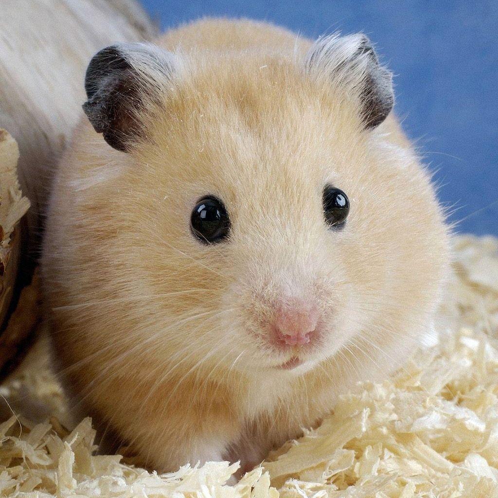 1024x1024 Funny Hamster hình nền (Trang 1) https://wallpaperaccess.com/full/5525751.jpg