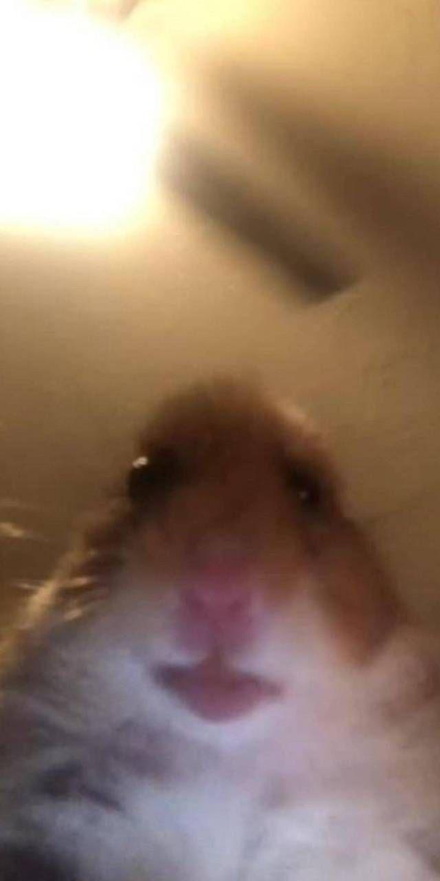 640x1280 Staring hamster wallpaper