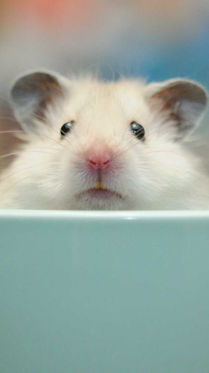 720x1280 Hamster Wallpaper Phone Free HD Wallpaper