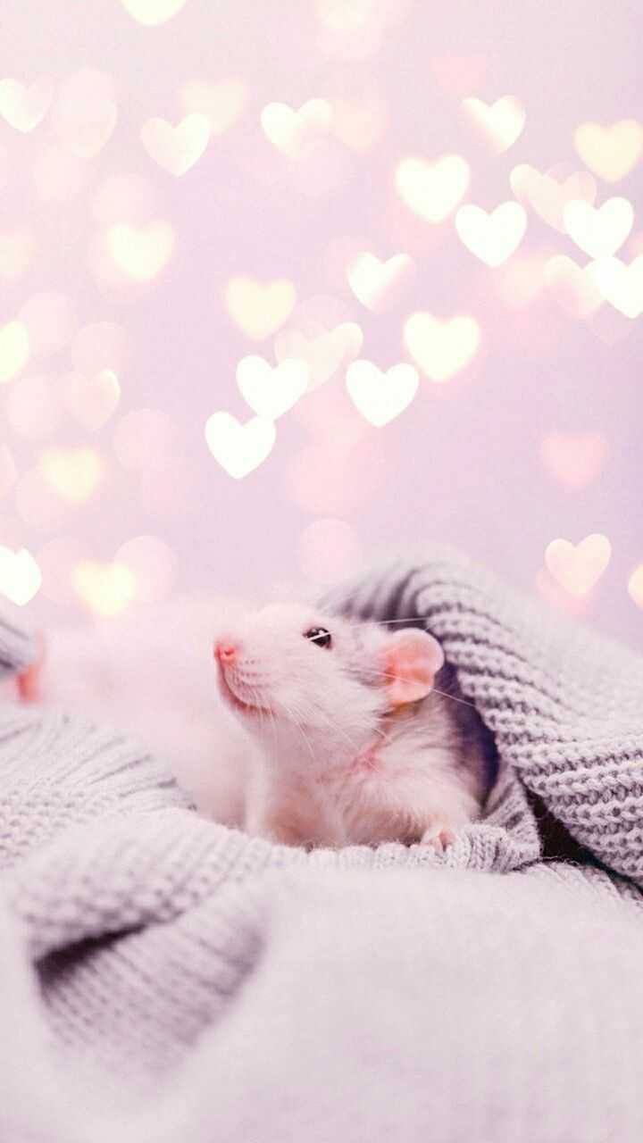 720x1280 Cute Hamster Wallpaper iPhone Free HD Wallpaper