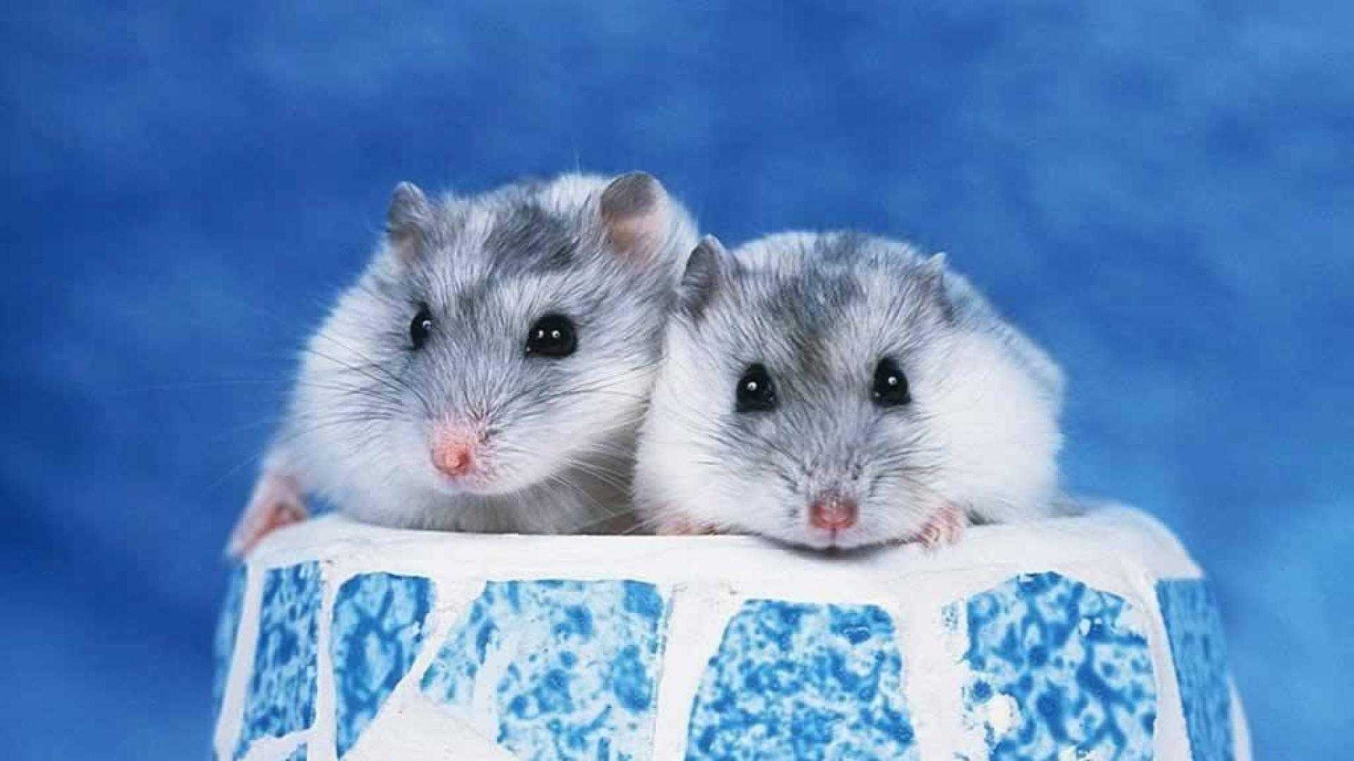 1920x1080 Cute Hamster Wallpaper Free HD Wallpaper
