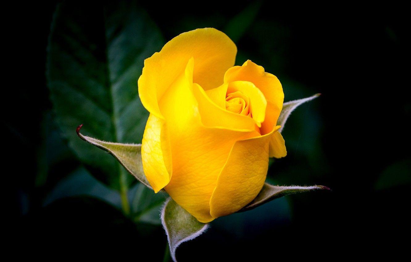 Black and Yellow Roses Wallpapers - Top Free Black and Yellow Roses