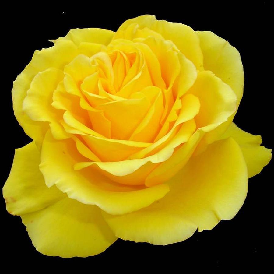 Black and Yellow Roses Wallpapers Top Free Black and Yellow Roses
